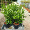 Lauroceraso Prunus laurocerasus 12 piante da siepe in vaso da 2 litri h. 60/100 cm Vivaio di Castelletto