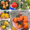 100 pcs Kaki Samen Winterhart obst frisch pflanztopf winterharte stauden mehrjährig Kakibaum Kaufen, Diospyros kaki, spalierobst balkonpflanzen winterhart säulenobst balkonpflanzen