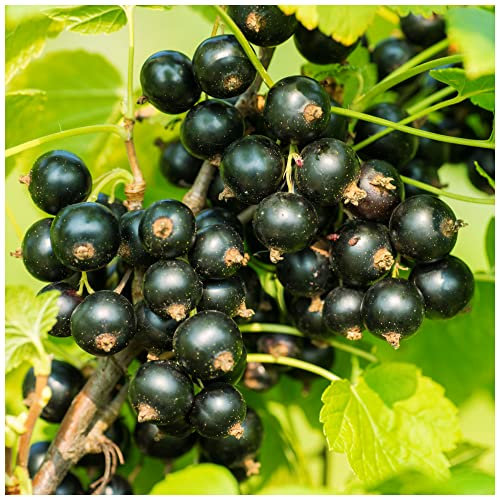 3 Blackcurrant Bush 'Ben Nevis' Multistemmed Plants, Make Great Preserves 3fatpigs®