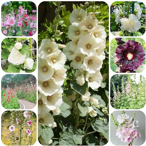 stockrosen samen hochbeet für balkon stauden gartenblumen wiesenblumen samen winterharte kübelpflanzen indoor garten stockrosensamen sommerblumen samen kübelpflanzen pflanzensamen 800pcs