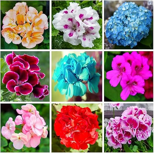 Más de 100 geranios, fáciles de cuidar, colores vibrantes, florecen durante todo el año sin decoloración.
