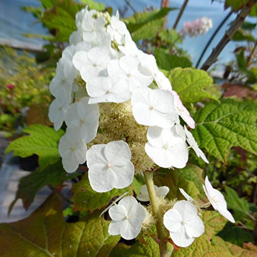 Hydrangea Quercifolia Snow Queen (= 'Flemygea')- Hortensia à feuilles de chêne 'Snow Queen' 30-40 cm en conteneur