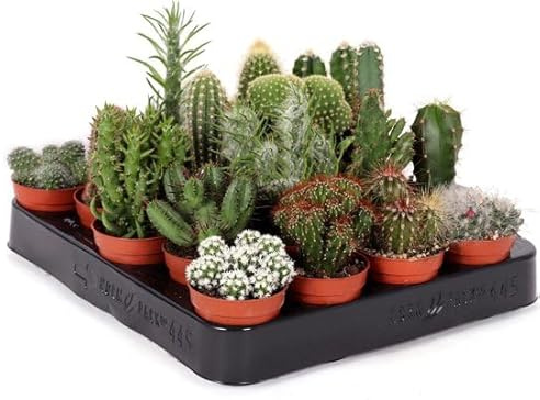 Cinco Unidades de Cactus Variados - Plantas Naturales