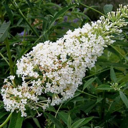 Vivai le Georgiche - Pianta vera di Buddleja davidii Nanho White - vaso Ø 17 cm