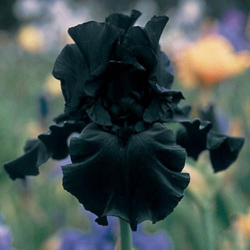 Iriszwiebeln. Kältebeständige, mehrjährige Pflanze. Starkes Rhizom. Für jeden geeignet.Leicht anzubauen.-3 Zwiebeln-F