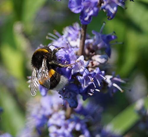 Mönchspfeffer, Vitex agnus-castus, ca.60cm, im Topf