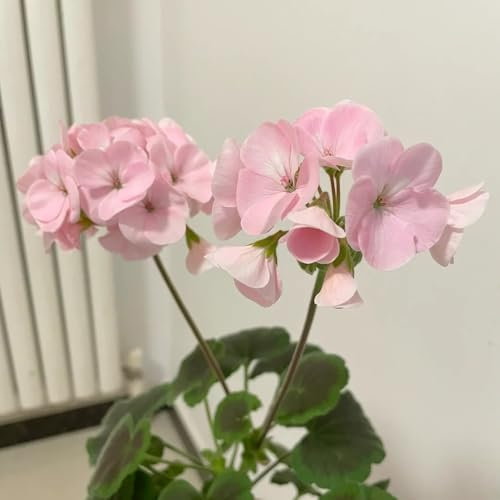 geranien samen stehend - pelargonium - gartendeko für draußen, balkonpflanzen geranien samen mehrjährig, kletterpflanzen winterhart, bio saatgut seltene pflanzen, wohnzimmer deko 500pcs