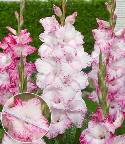 BALDUR Garten Riesenblütige Gladiole 'My Love',10 Zwiebeln,Bis zu 17 cm große Riesen-Blüten,Auffällige Blütenzeichnung,Ideal für Beete, Rabatten und Kübel,Gladiolus gigantus