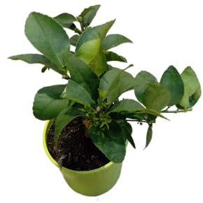 Árbol de la Lima Natural Cultivo de Cítricos en Casa