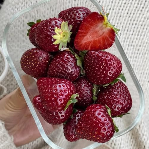 semillas de fresa orgánicas - fresas colgantes - jardín perennes resistentes raras, variedades antiguas 400pcs