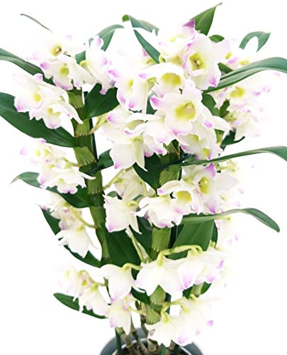 POWERS TO FLOWERS - DENDROBIUM NOBILE BIANCO/ROSA, VASO 12CM DIAMETRO, pianta vera