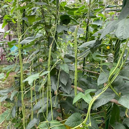 semillas de frijol, raras Caupí, semillas de frijol espárrago, semillas de jardín de rocas semillas de invierno 35pcs