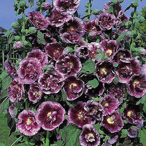 Hollyhock ‘Crème de Cassis’ (Alcea Rosea) 1 Packet (50 Seeds) by Thompson and Morgan
