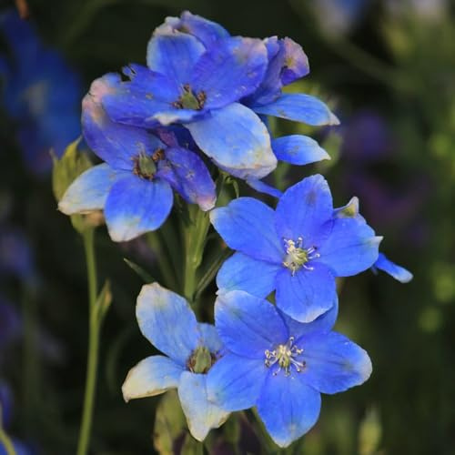 Semillas resistentes de la delphinium para el jardín, delphinium aromáticas, jardín de rocas resistentes 600pcs