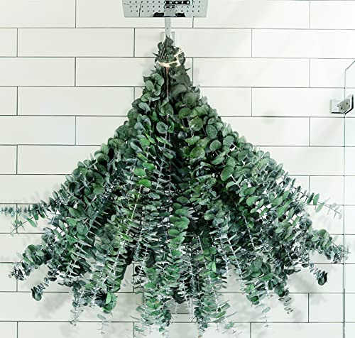 30 Pcs Dried Preserved Eucalyptus Stems Shower Bundle, 9oz 17 100% Natural Fresh Eucalyptus Plant, Real Eucalyptus Leaves Branches for Shower Vase Filler, Dried Flowers Arrangement Home Decor