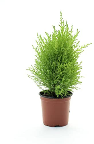 Ciprés de Monterrey Árbol Natural de Crecimiento Rápido