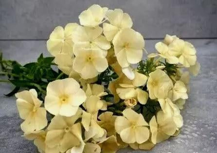 1 Pack of 300 SEEEDS DRUMMOND'S Phlox ISABELLINA