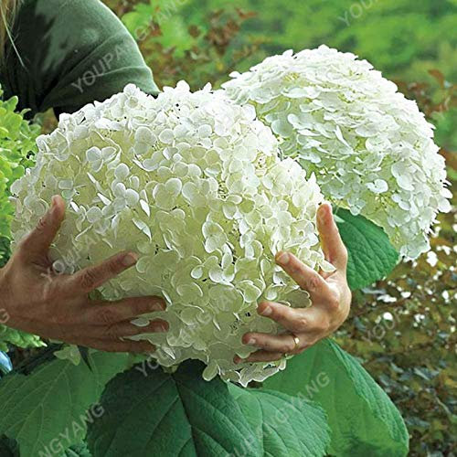 1, blanc: Shopvise hortensia Graines jardin 20Pcs / Pack Couleur (Blanc)