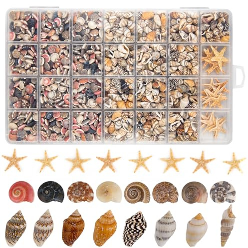 1200 conchas pequeñas y 30 estrellas de mar, conchas de playa mixtas para decoración del hogar, fiestas en la playa, acuarios, manualidades, rellenos de jarrones y velas de playa