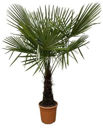 Hamppalm – Trachycarpus 180 cm – Ø 30 cm – vintergrön palm med fläktformade blad – exotisk krukväxt för trädgård, terrass, balkong och inomhus – lättskött