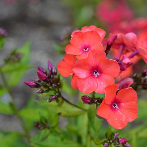 6 x Phlox paniculé 'Orange Perfection' - Phlox Paniculata - Godet 9x9 cm, Fleurs Orange Brillantes, Parfait pour Jardins Colorés