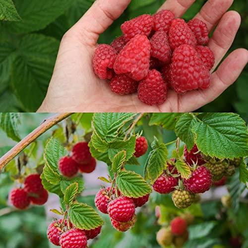 3 x Raspberry Autumn Bliss Bare Root Cane - Grow Your Own Raspberries - Bare Root Raspberry Runner - Fruit Plant (Regular Packaging)