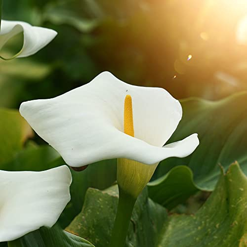 Winterharte Calla Zwiebeln Garten Blumen Balkonpflanzen Calla Lily Blumenzwiebeln MehrjäHrig Winterhart Balkon Blumen Gartendeko FüR DraußEn Exotische Pflanzen 4 Blumenzwiebel Calla Weiß