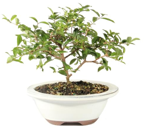 Brussel's Bonsai Live Barbados Cherry Bonsai – Albero bonsai vivo da interno con vaso bonsai in ceramica