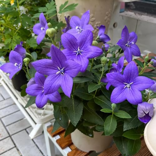 Semi di Platycodon grandiflorus, esotici semi di giardino resistenti all'esterno da balcone 350pcs