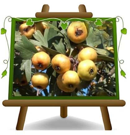 EURO PLANTS VIVAI Bleu Jaune Plante fruitière Antique Hauteur 150-170 cm