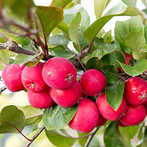 Thompson & Morgan Rootstock Apple Tree ‘Appletini’ Dwarf Variety High Yielding Miniature Fruits Ideal for Patio Pots & Small Gardens (Apple Appletini 13cm Pot x 1)