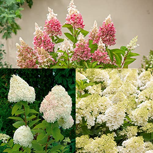Plant in a Box - Hydrangea Paniculata Mix x3 - Hortensia 'Pink Lady', 'Phantom', 'Silver Dollar' - Parfait pour le jardin - Pot 9cm - Hauteur 25-35cm