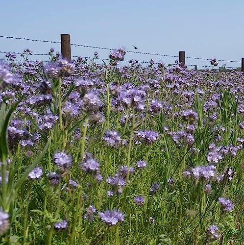Phacelia Seed 500g Green Manure (Maintains and Hold Nitrogen) SMH