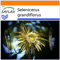 SAFLAX - Garden in the Bag - Kakteen - Königin der Nacht - 40 Samen - Mit Anzuchtsubstrat im praktischen, selbst aufstellenden Beutel - Selenicerus grandiflorus