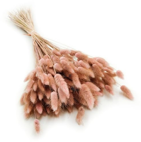 Enchanted Dekogras Getrocknetes Gras Ziergras Hasenschwänze Lagurus Ovatus Samtgras Häschen-Schwanzgras Trockenblumen Natürlich Boho 120 - 150 Stück 100 g Altrosa