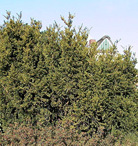 Eibe Hillii 60-70cm - Taxus media