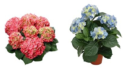 Plantas Naturales de Hortensia: Hydrangea Blue + Hydrangea Pink