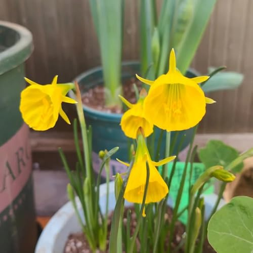 3Bulbi di narcisi resistenti da sono perenni, resistenti rustiche da giardino da balcone, mini giardino primaverile