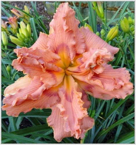 Mehrjährige Kräftige Rhizome, Taglilien Rhizome, Taglilien Winterhart Mehrjährig, Hervorragende gärtnerische Ausstellung-5 Rhizome-E