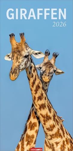 Giraffen Kalender 2026: XL Hochformat. Die beliebten Tiere in einem länglichen Kalender porträtiert. Wandkalender für Tierfreunde. Großformat 33 x 68 cm (Tierkalender Weingarten)