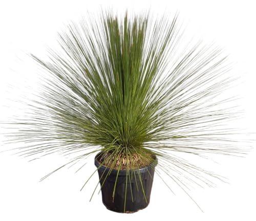 Pianta di Albero d'Erba Messicano DASYLIRION LONGISSIMUM in vaso 18 cm AMDGarden