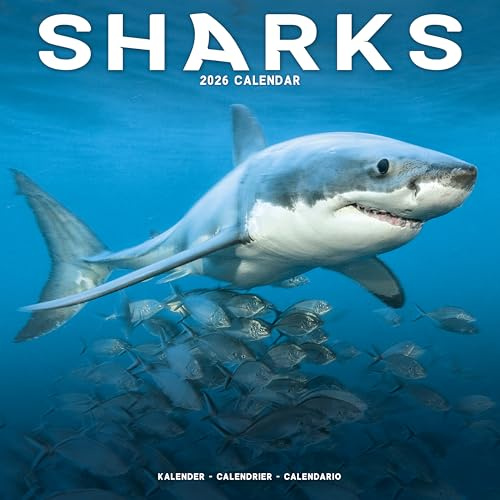 Sharks 2026 Calendar | Square Wall Calendar | Animal, Predator, Sealife Gift | Plastic Free Packaging | by Avonside Publishing
