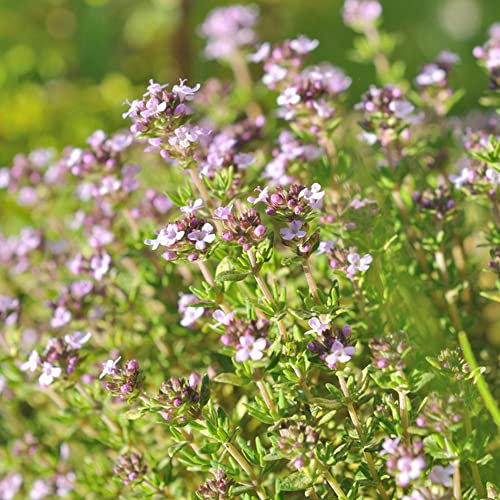 Bio - Thymus Serpyllum - Samen,Wilder Thymian,Schöne Zierpflanzensamen Zum Pflanzen Von Gartenpflanzen,Gemüsesamen,Outdoor - Pflanzen,Aromatische Pflanzen 200 Stücke 200 Stücke