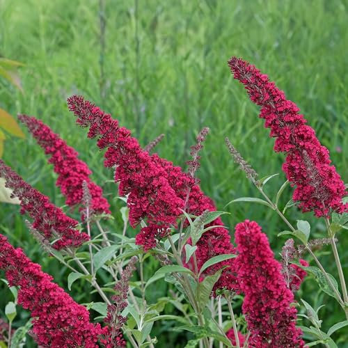 Budleja davidii Royal Red - Fiore rosso - lancia foglie - Attraente farfalle - Vaso 17 cm altezza 25 cm