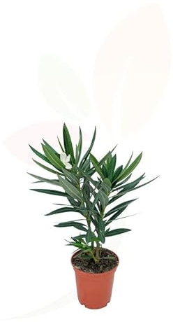 Árbol de Adelfa Blanca Natural - Arbusto Perenne Fácil de Cuidar