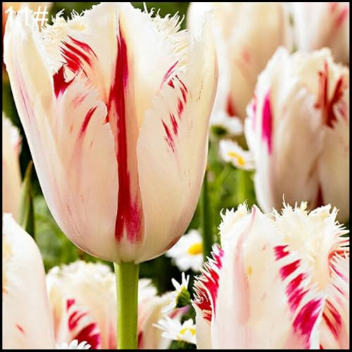 Bulbos de Tulipán - Se Adaptan a Suelos Bien Drenados - Apropiados para Macizos y Macetas-10 Bulbos