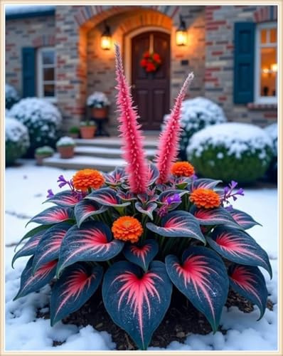 Ideal para Sombra - Matas Voluminosas y Decorativas -Hojas Majestuosas y Aterciopeladas- Bulbos de Hosta-4 Bulbos-A