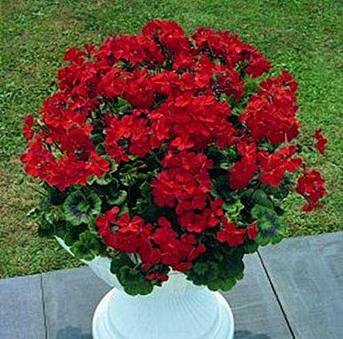 Geranium Zonal Breakaway Red Annual Seeds