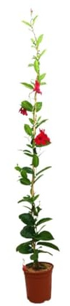 DIPLADENIA COSMOS ROJA | MANDEVILLA | Maceta 20CM | Altura 170-180CM | Planta Trepadora | Fácil Cuidado | Resistente al sol | Jardín Vertical | Hojas Verdes | Flores Rojas