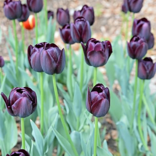 6 pcs tulpenzwiebeln mehrjährig - hochbeet balkon blumen deko tulpenzwiebel, balkonpflanzen blumendeko blumenzwiebeln mehrjährig winterhart, bodendecker winterhart gartenpflanzen